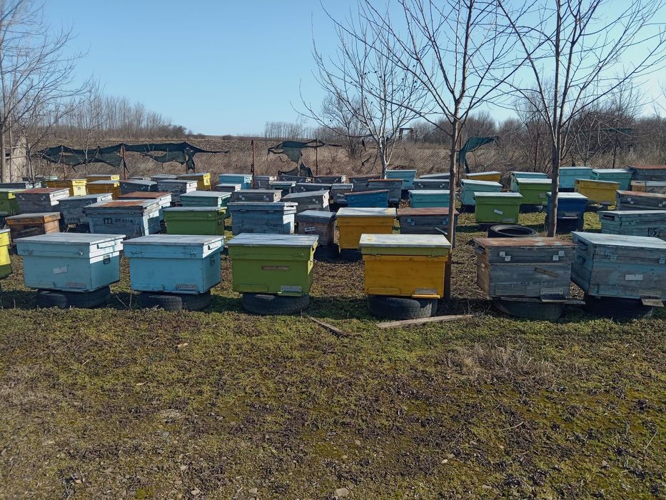 Vând 200 familii albine sau schimb cu tractor