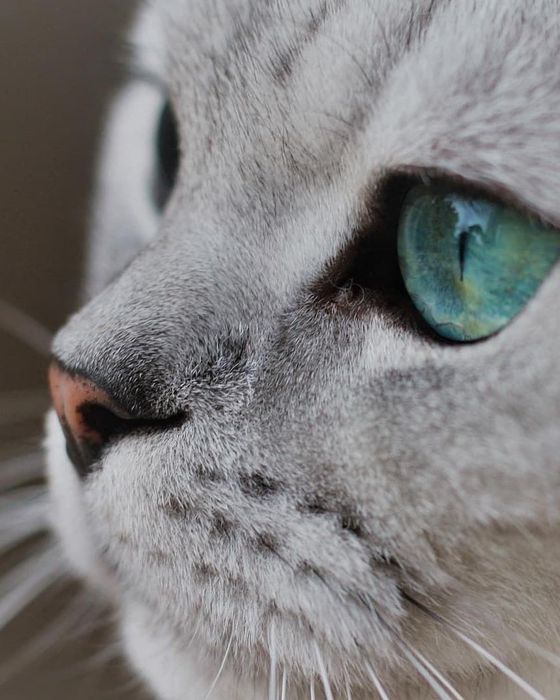 Britan serebro Shinshilla sotiladi