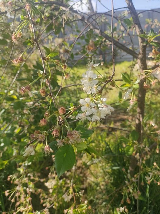 Дача, за Талгаром , ниже автобазы
