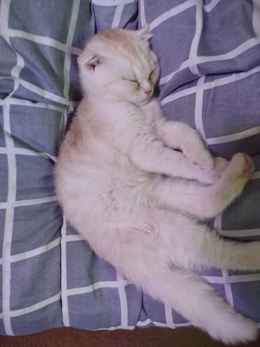 Mushuk sotiladi Scottish fold 5 oylik