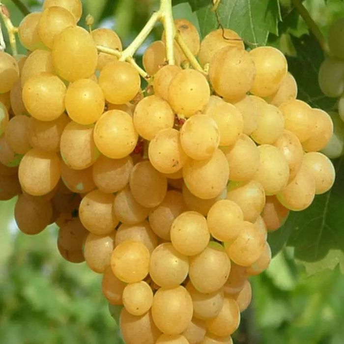 Vita de vie nobila 23  soiuri de masa albe