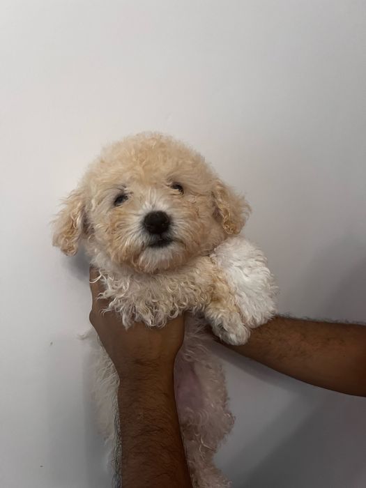 Bichon maltipoo - poodel