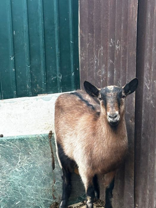 Ешкі альпи керемет