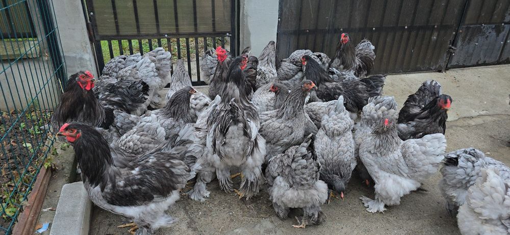 Brahma diferite varietati de culoare