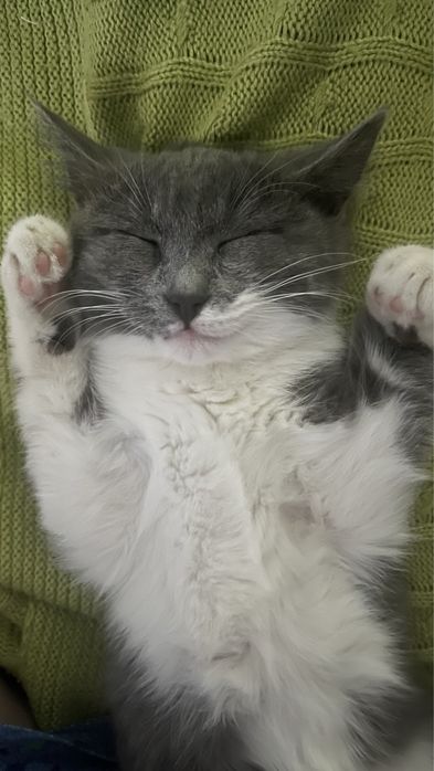 Отдам даром кошку