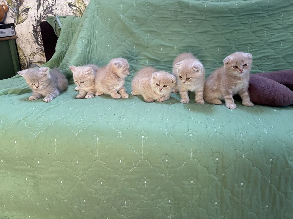 Pisici scottish fold si scottish straight