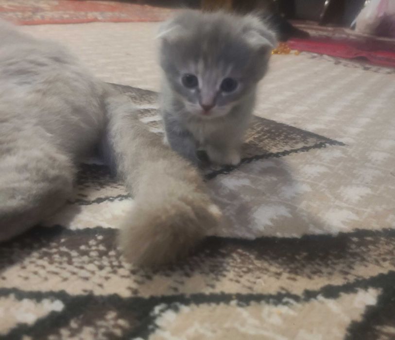 шотландская веслоухая котята