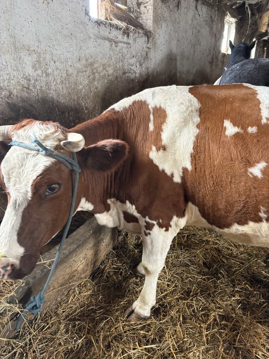 Vaca baltata romaneasca cu rosu la a 4 fatare