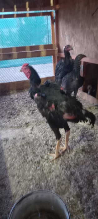 7oyli joja xoroz