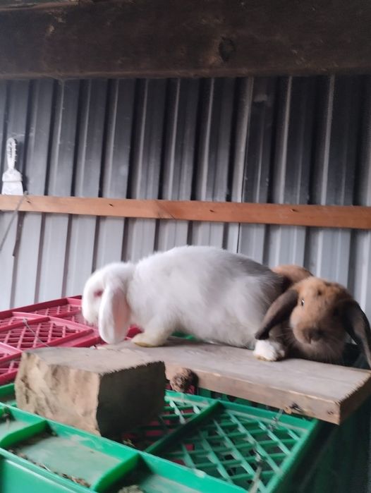 Продам кроликов мальчик и девочка