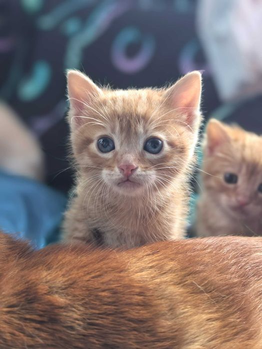 Подарявам Котета