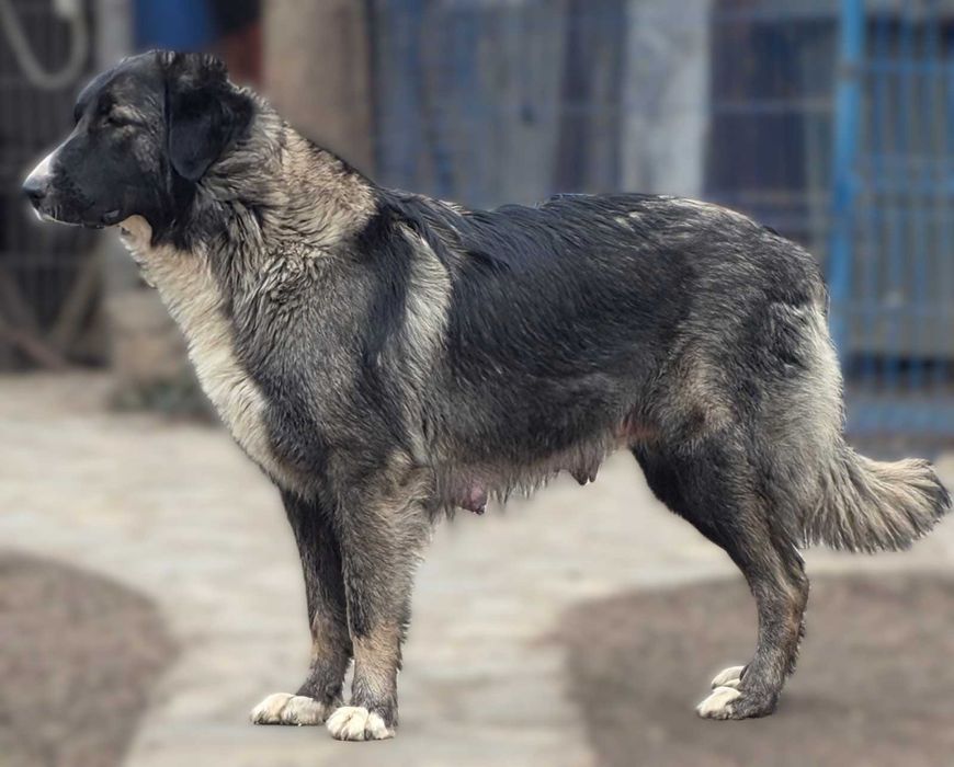 Pui ciobanesc romanesc carpatin