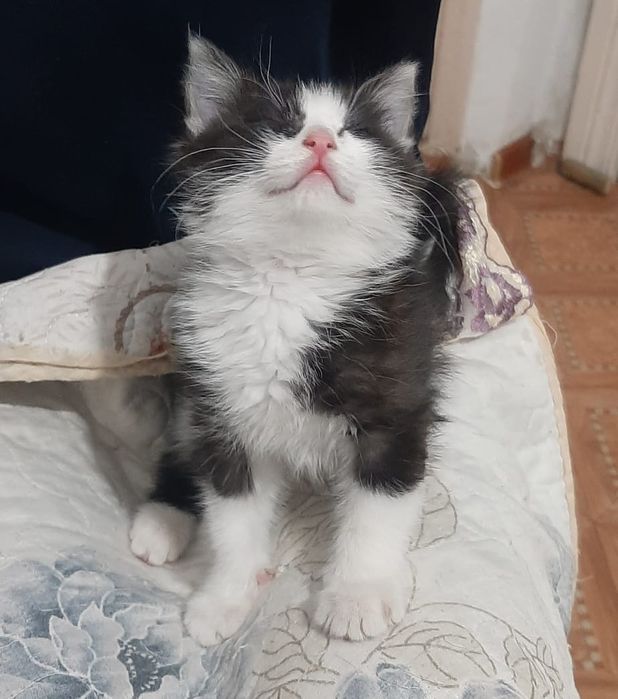 Котенок девочка в надёжные руки