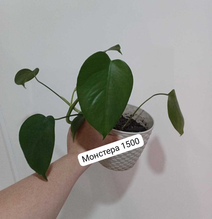 Продам монстеры ...