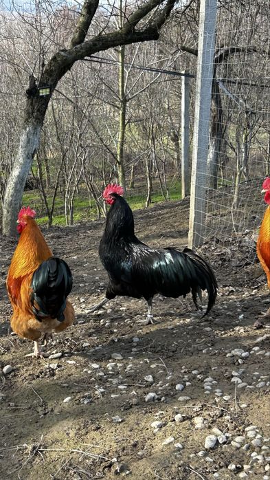 Cocoși New Hampshire  si Australorp