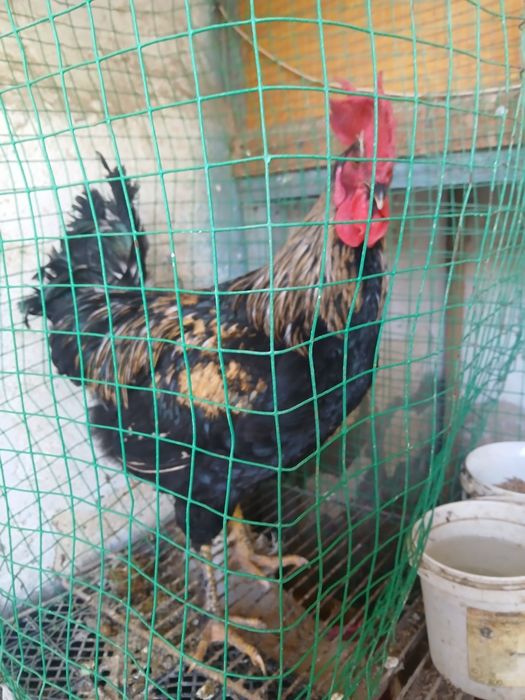 Жайдари хуроз сотилади