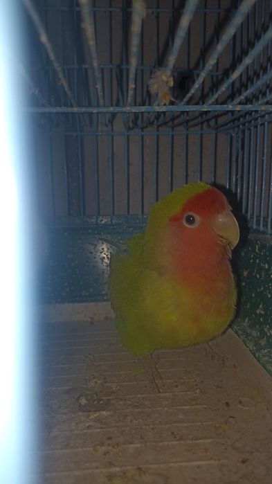 Papagal Agaporins(LoverBird)