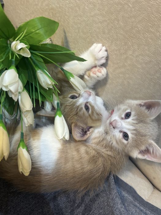 Маленькие, домашние , котята! Мальчики