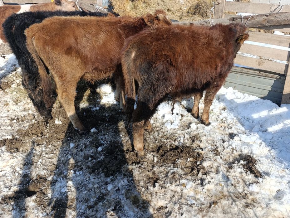 Продам хороший телят