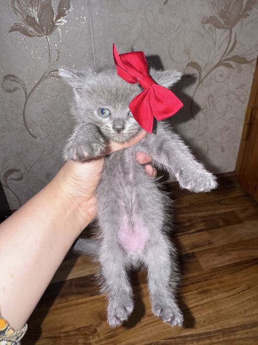 Scottish fold va Scottish straight