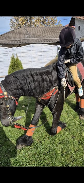 Cai pt echitatie terapie si agrement