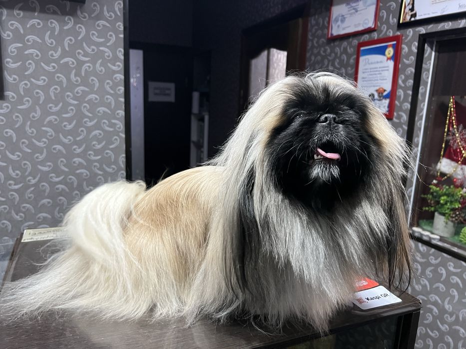 Срочно продается щенок пекинеса