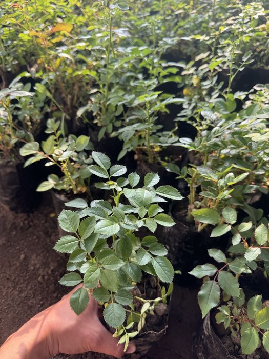 Саженцы Розы 9 видов