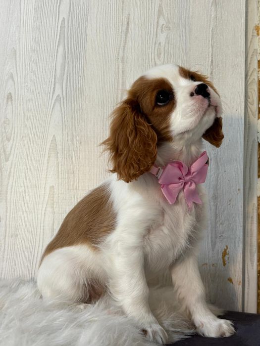 Vând cățelușă Cavalier King Charles spaniel
