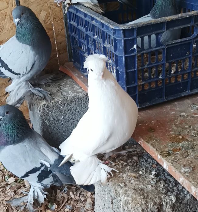Продается голуби