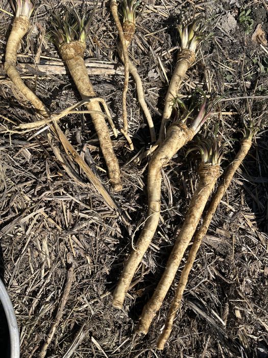 Продается хрен свежий