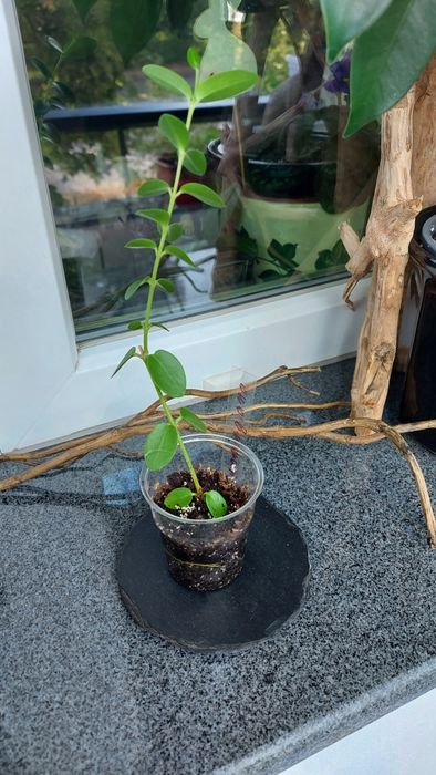 Хоя различни видове