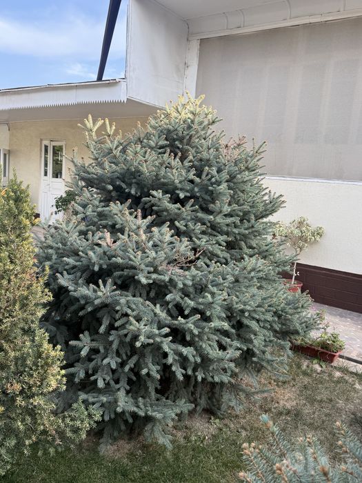 oq archa 2/20 atrofida