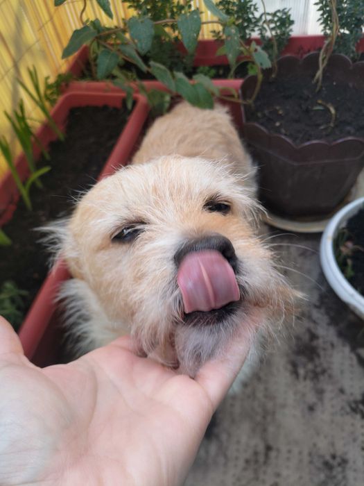 Caini talie mica se cheama Micutul :)