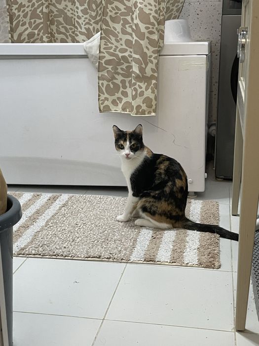 Кошка в добрые руки