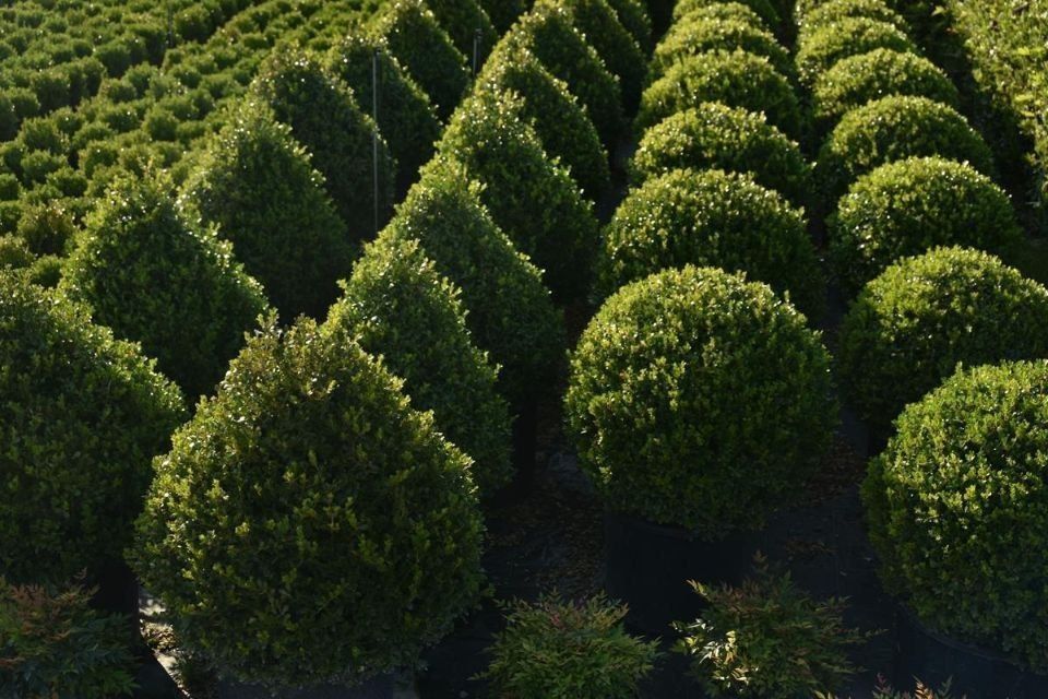 Шамшот гулармиз сотувда