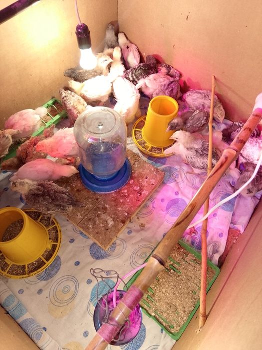 Продам домашних цыплят