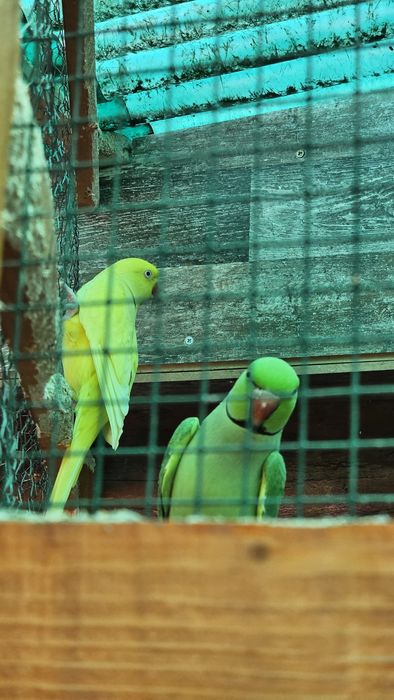 Vand pereche Micul Alexandru