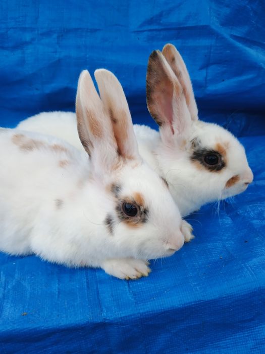 Iepurași Rex tricolor și berbec pitic
