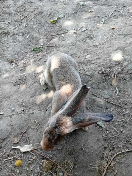 Зайци Белгийски великани