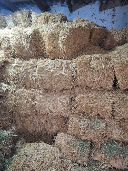 Сабан бийдайдики сатылады