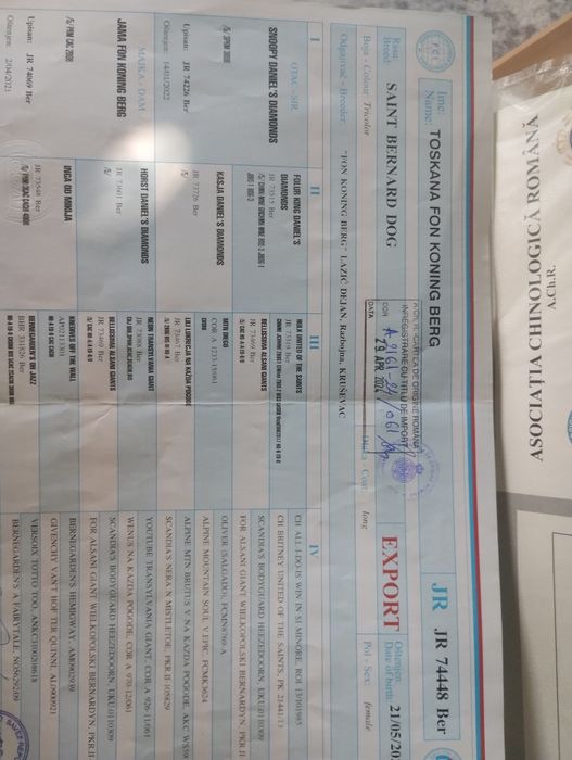 Femela Saint Bernard