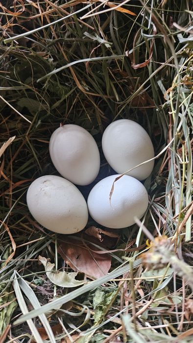 Ouă incubat găini pitice