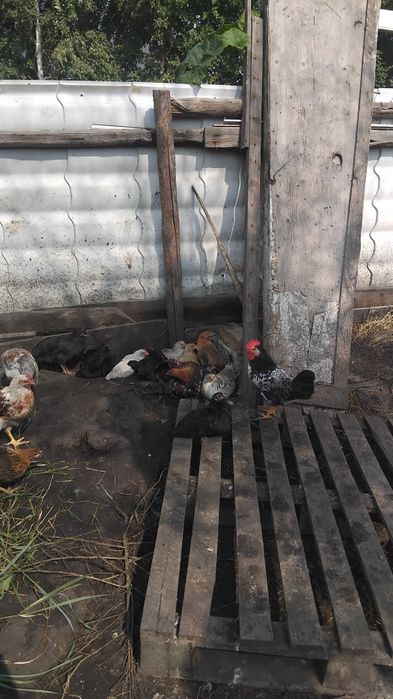 Продам цыплят домашних