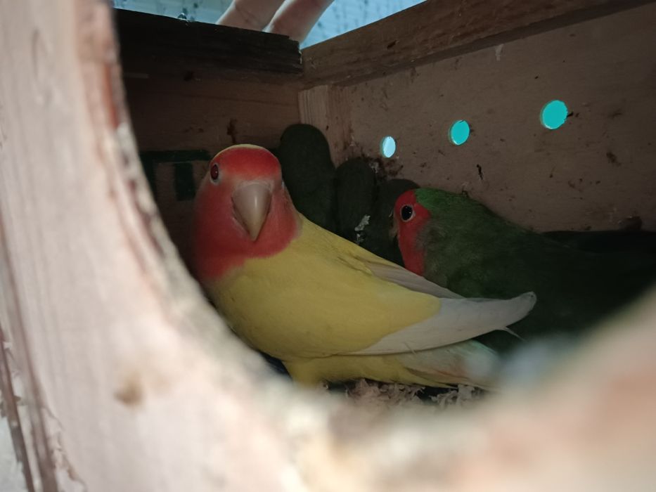 Тайор рабочи пара 100% Оилавий сотилади неразлучка