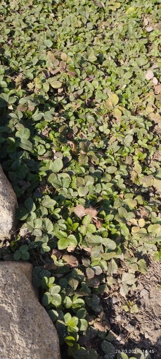 Продам землянику