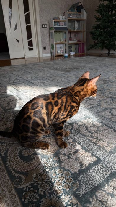 Бенгальский котёнок