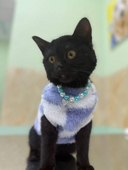 Mushuk Xadiyaga Qiz bola