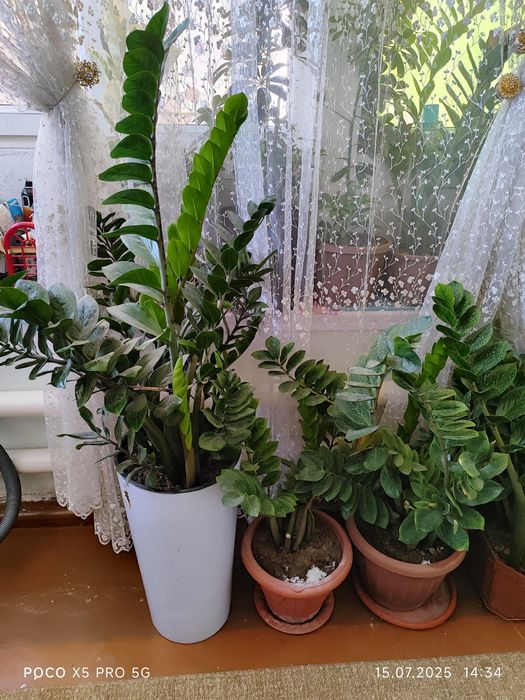 Домашние цветы  алиандир