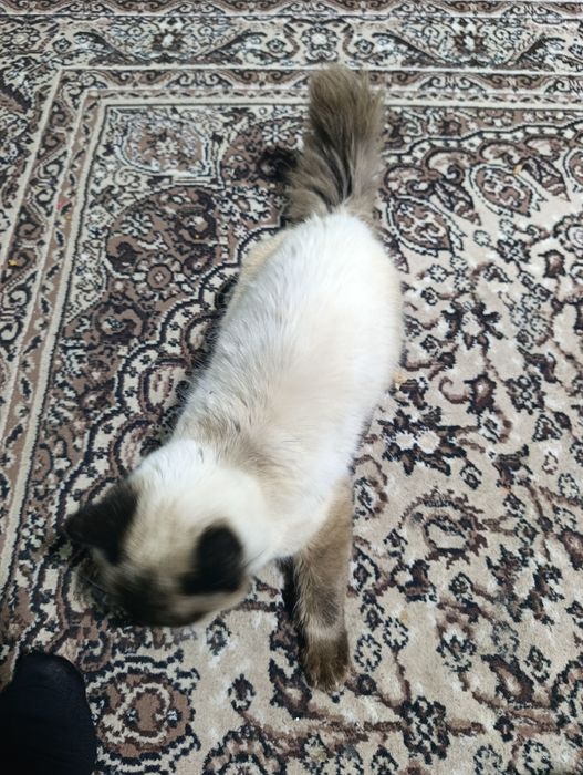 Балинезийской кошка