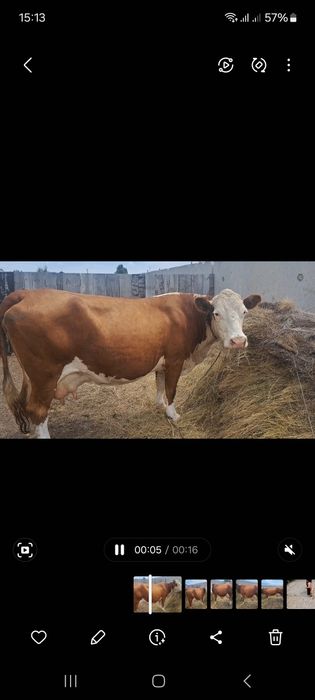 Продам корову доиную